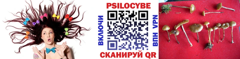 Псилоцибиновые грибы Psilocybe  как найти   Неман 